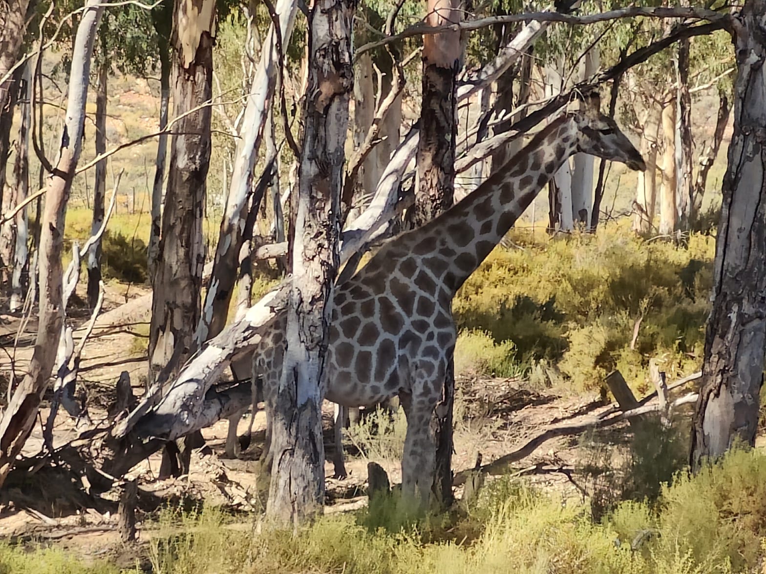 Aquila Game Reserve - Safari 44